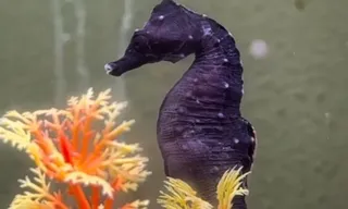 Imagem ilustrativa da imagem Pescadores encontram cavalo-marinho da Patagônia no litoral do Rio de Janeiro