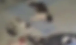 Imagem ilustrativa da imagem UFRPE declara repúdio à morte de pelo menos 10 gatos e um timbu no campus