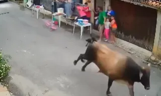 Imagem ilustrativa da imagem VÍDEO | Boi solto assusta moradores em Cachoeiro de Itapemirim