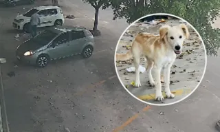 Imagem ilustrativa da imagem VÍDEO | Cachorro é abandonado por motorista na Serra