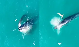 Imagem ilustrativa da imagem Vídeo flagra baleia caçando peixes no Rio de Janeiro; assista