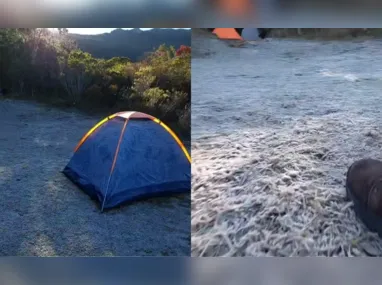 Pinguins podem chegar 
a outros estados, mas visitas são mais comuns 
nas praias capixabas 
e do Rio