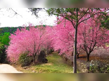 Imagem ilustrativa da imagem Bosques de cerejeiras cancelam visitação no ES