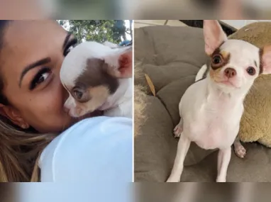 Cachorrinha Eva fugiu do Bixus Pet Shop e Clínica Veterinária