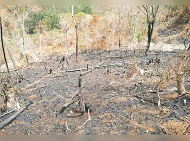 Governo do Pará declara emergência ambiental no Estado em razão de queimadas