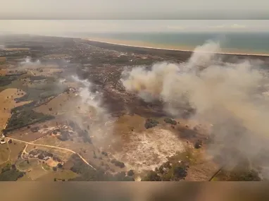 Animal foi arrastado pelas ondas até a areia