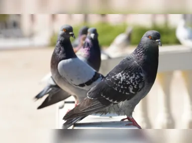 Imagem ilustrativa da imagem Pacientes vão parar em hospital por causa de pombo