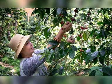 O produtor Marcos Pereira tem quase 30 mil bananeiras e admite estar receoso com a nova doença