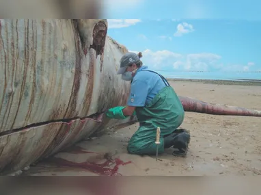 Imagem ilustrativa da imagem Tragédia de Mariana: contaminação já chegou às baleias