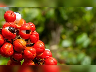 Imagem ilustrativa da imagem Três frutas brasileiras estão entre as melhores do mundo