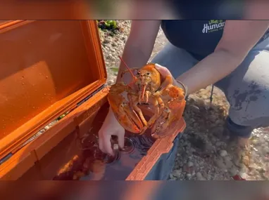 Imagem ilustrativa da imagem Uma em 30 milhões: lagosta rara achada em supermercado nos EUA é solta no mar