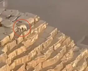 Imagem ilustrativa da imagem Cachorro é flagrado no topo de Pirâmide no Egito; veja vídeo