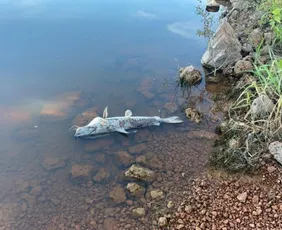 Imagem ilustrativa da imagem Testes para investigar morte de peixes em lagoa do Sul do ES