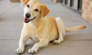 Imagem ilustrativa da imagem Fim de semana com bênção dos animais na Grande Vitória