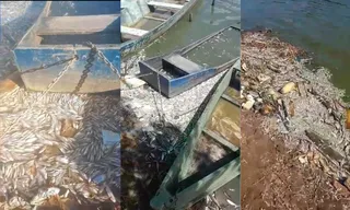 Imagem ilustrativa da imagem Prefeitura da Serra irá investigar peixes mortos em lagoa de Jacaraípe