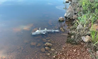 Imagem ilustrativa da imagem Testes para investigar morte de peixes em lagoa do Sul do ES