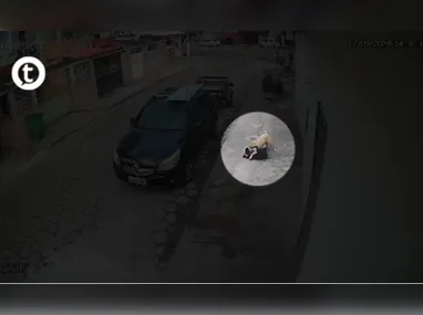 Imagem ilustrativa da imagem Vídeo I Cachorro de grande porte ataca cão pequeno em Jardim Camburi