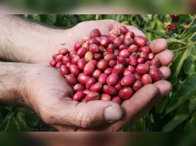 Imagem ilustrativa da imagem Conselho nacional reduz carga tributária de café conilon capixaba