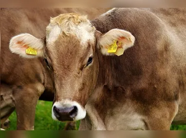 STJ decidiu que medidas protetivas não têm prazo