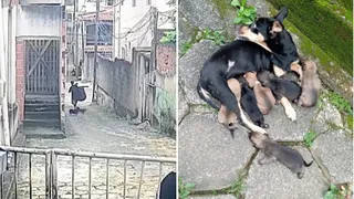 Imagem ilustrativa da imagem Homem é flagrado por câmera ao abandonar cachorros em bairro de Vitória