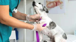 Imagem ilustrativa da imagem Ifes vai ter curso de Medicina Veterinária com seleção por prova de Redação