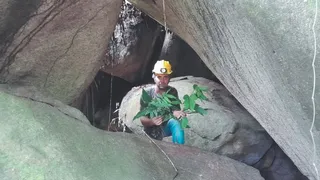 Imagem ilustrativa da imagem O poder das plantas medicinais das cavernas do ES