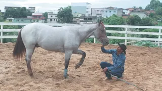 Imagem ilustrativa da imagem Operários do campo: os segredos dos domadores de cavalos