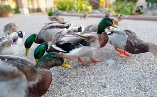 Imagem ilustrativa da imagem Há mil anos, indígenas da Amazônia combinavam plantio de milho e criação de patos