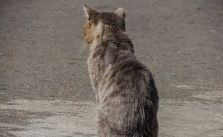 Imagem ilustrativa da imagem Homem diabético sangra até a morte após ser atacado pelo próprio gato