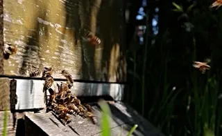 Imagem ilustrativa da imagem VÍDEO | Abelhas atacam socorristas e vítimas de acidente na Rodovia do Sol