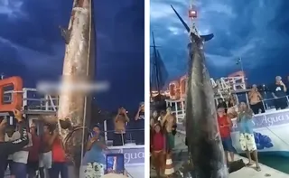 Imagem ilustrativa da imagem Vídeo mostra marlim gigante sendo capturado no mar de Guarapari