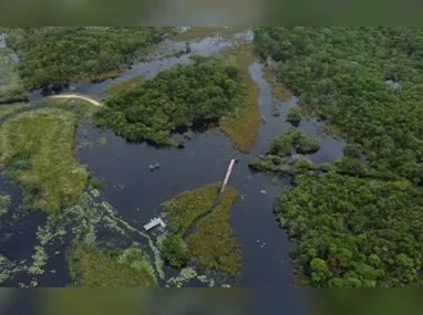 Urutal é uma ave rara, conhecida pela sua habilidade de camuflagem