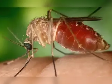 O Maruim ou mosquito pólvora, responsável pela transmissão da doença, é muito pequeno, e 
sua picada dolorosa  incomoda