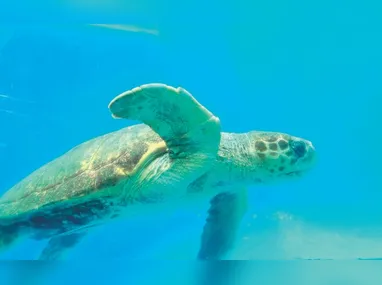 Além da pria da Areia Preta, a presença das areias monazíticas também foi detectada em outros lugares de Guarapari, como Meaípe.