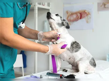 Imagem ilustrativa da imagem Ifes vai ter curso de Medicina Veterinária com seleção por prova de Redação