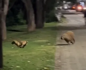 Imagem ilustrativa da imagem Amizade pet: Vídeo de capivara e cachorro brincando em Colatina viraliza na web
