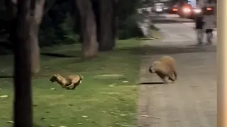 Imagem ilustrativa da imagem Amizade pet: Vídeo de capivara e cachorro brincando em Colatina viraliza na web