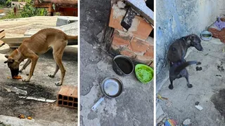 Imagem ilustrativa da imagem Quatro cães são resgatados e homem é preso por maus-tratos em Vitória