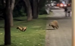 Imagem ilustrativa da imagem Amizade pet: Vídeo de capivara e cachorro brincando em Colatina viraliza na web