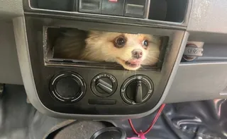 Imagem ilustrativa da imagem Cachorro é resgatado pelos bombeiros após ficar preso em painel de carro em Goiás