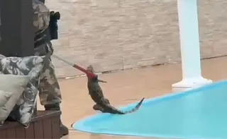 Imagem ilustrativa da imagem Jacaré é encontrado em piscina após fortes chuvas em Florianópolis