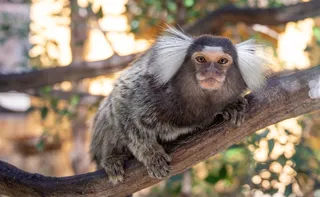 Imagem ilustrativa da imagem Mulher tem náusea e descobre que contraiu raiva após mordida de sagui