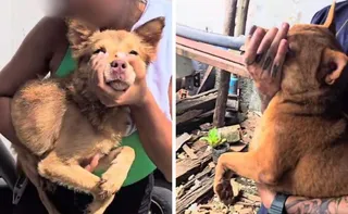 Imagem ilustrativa da imagem Polícia resgata 21 animais em situação de maus-tratos em ferro-velho na Serra