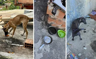 Imagem ilustrativa da imagem Quatro cães são resgatados e homem é preso por maus-tratos em Vitória