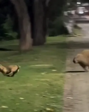 Imagem ilustrativa da imagem Amizade pet: Vídeo de capivara e cachorro brincando em Colatina viraliza na web