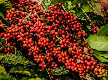 Imagem ilustrativa da imagem Colheita do café impulsiona a geração de novos empregos no ES