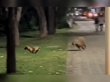 De acordo com a postagem, a mulher estava tranquila com a ideia de nadar com os peixes, mas se assustou na hora em que viu o tubarão