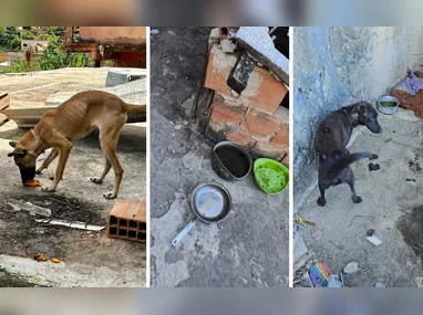 Imagem ilustrativa da imagem Quatro cães são resgatados e homem é preso por maus-tratos em Vitória