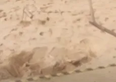A ossada foi encontrada por um morador que caminhava na praia na manhã desta quinta (1)