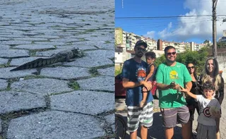 Imagem ilustrativa da imagem Jacaré é resgatada em Vitória na terça-feira de Carnaval e ganha nome inusitado